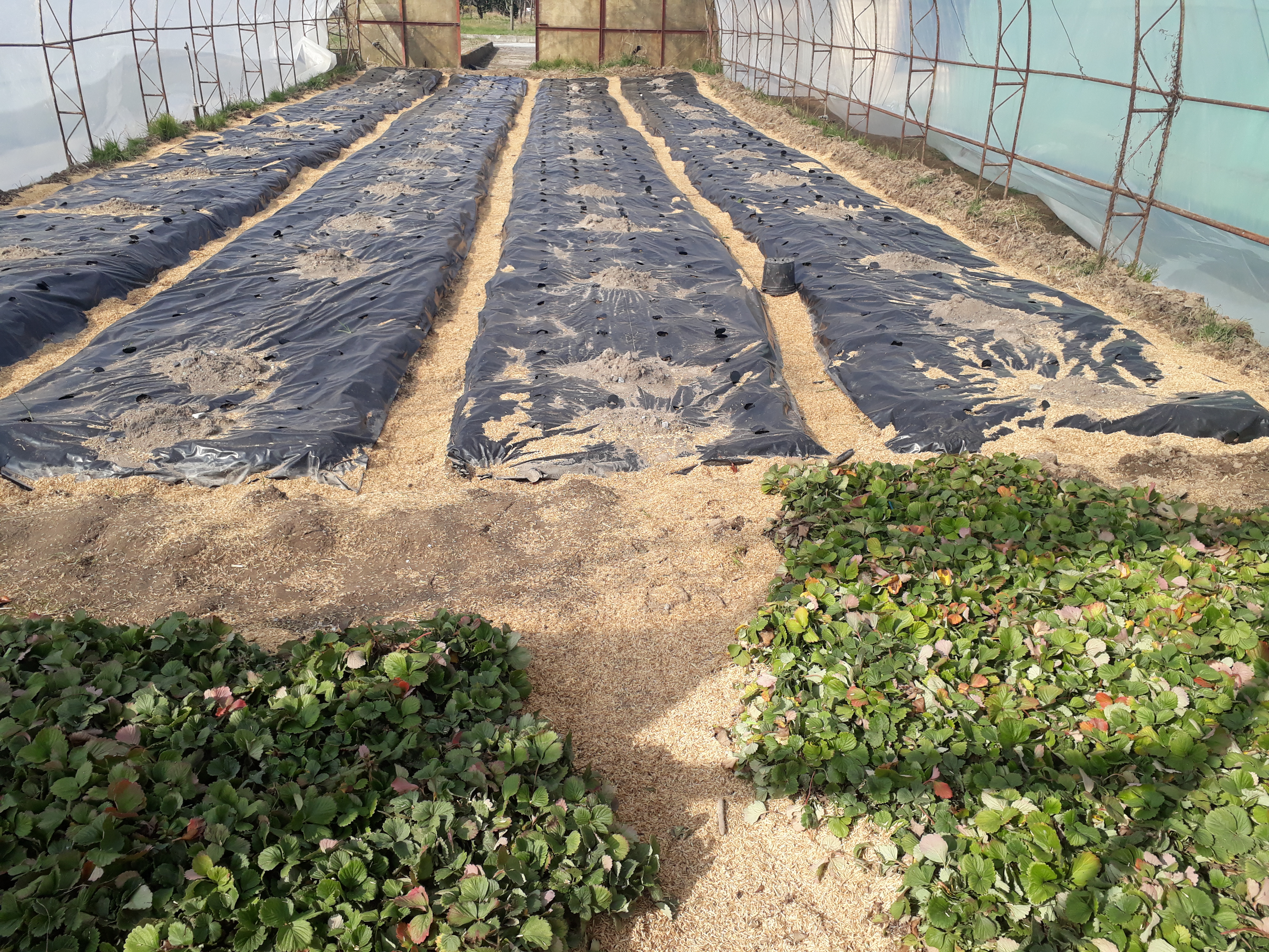 کشت محصولات گلخانه greenhouse cultivation 