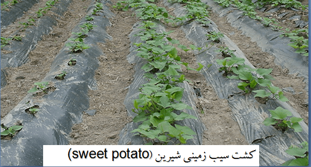 مالچ در کشت سیب زمینی شیرین growing sweet potatoes in mulch