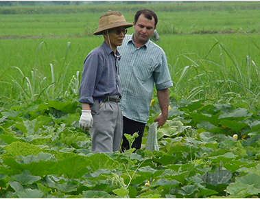 کشت برنج    Rice cultivation under( organic farming