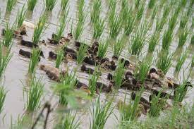 مدیریت کشت اردک در شالیزار  rice cultivation and duck production 